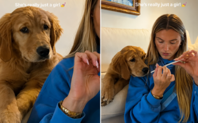 Filhote de Golden Retriever rouba a cena ao acompanhar rotina de manicure da tutora