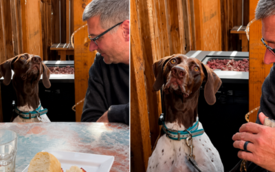 Cão de caça distraído com pombos rouba a cena durante jantar em restaurante