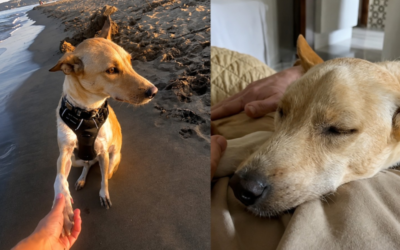 Cadela de três patas resgatada na selva agora não para de correr na praia