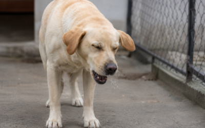 Tosse dos canis: o que é, sintomas e como proteger seu cachorro dessa gripe canina