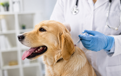 Vacinas Obrigatórias para Cães: Entenda o Que Todo Tutor Precisa Saber