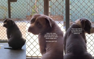 Cão de abrigo comove a internet ao revelar a rotina solitária que vive todos os dias