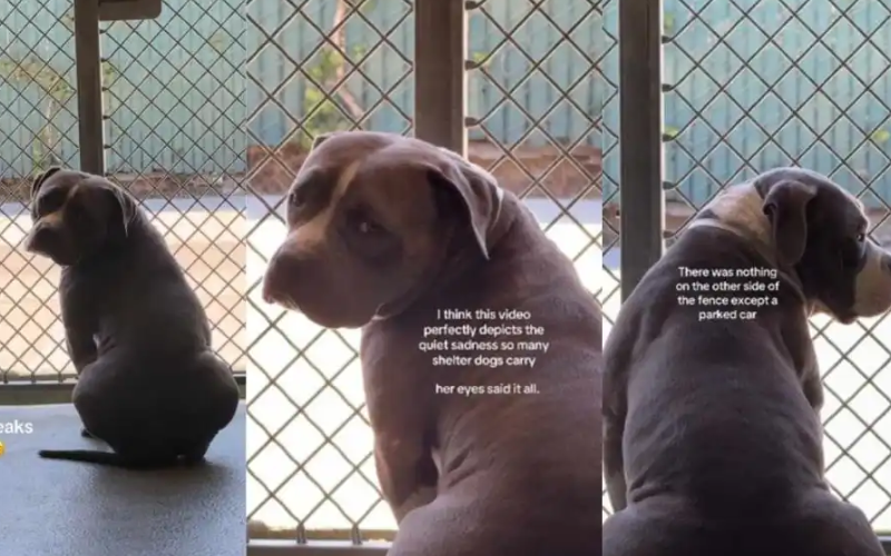 Cão de abrigo comove a internet ao revelar a rotina solitária que vive todos os dias Cão de abrigo comove a internet ao revelar a rotina solitária que vive todos os dias