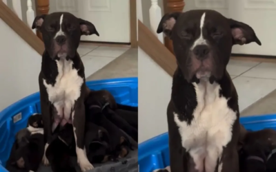 Cadela exausta amamentando filhotes rouba a cena e emociona a internet